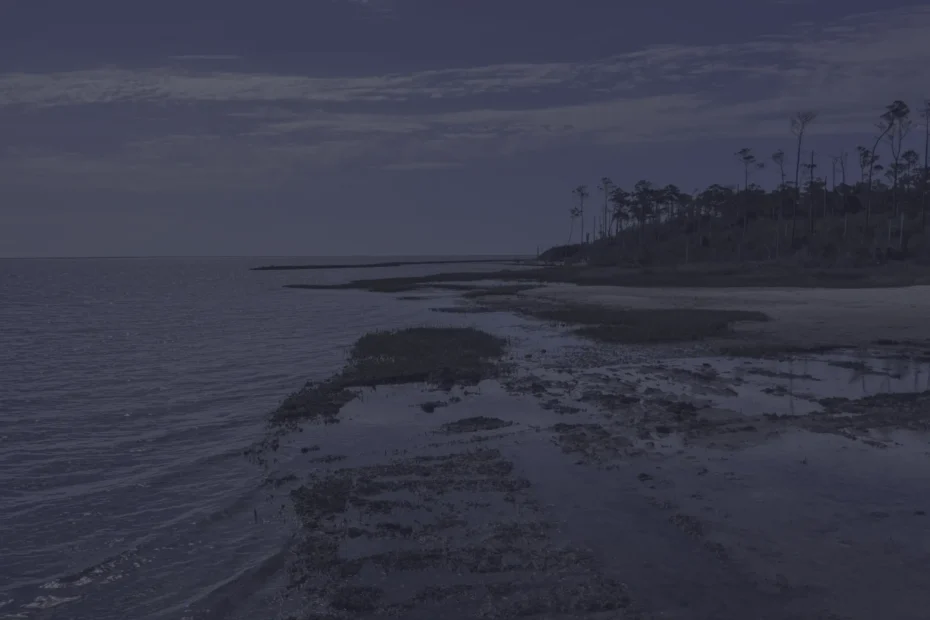 Coastal beach at low tide with calm water and a line of tall slender trees along a hillside to the right.