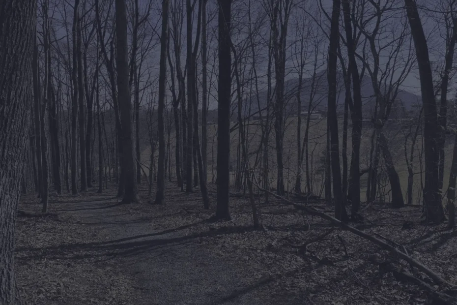 Winter forest with leafless trees and a dirt path winding through the woods