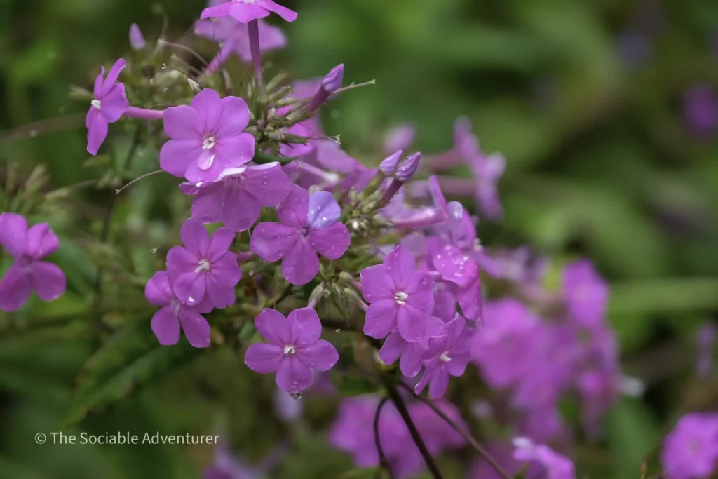 Close-up of bright pink phlox flowers in a garden with droplets of water on petals, blurred green background.