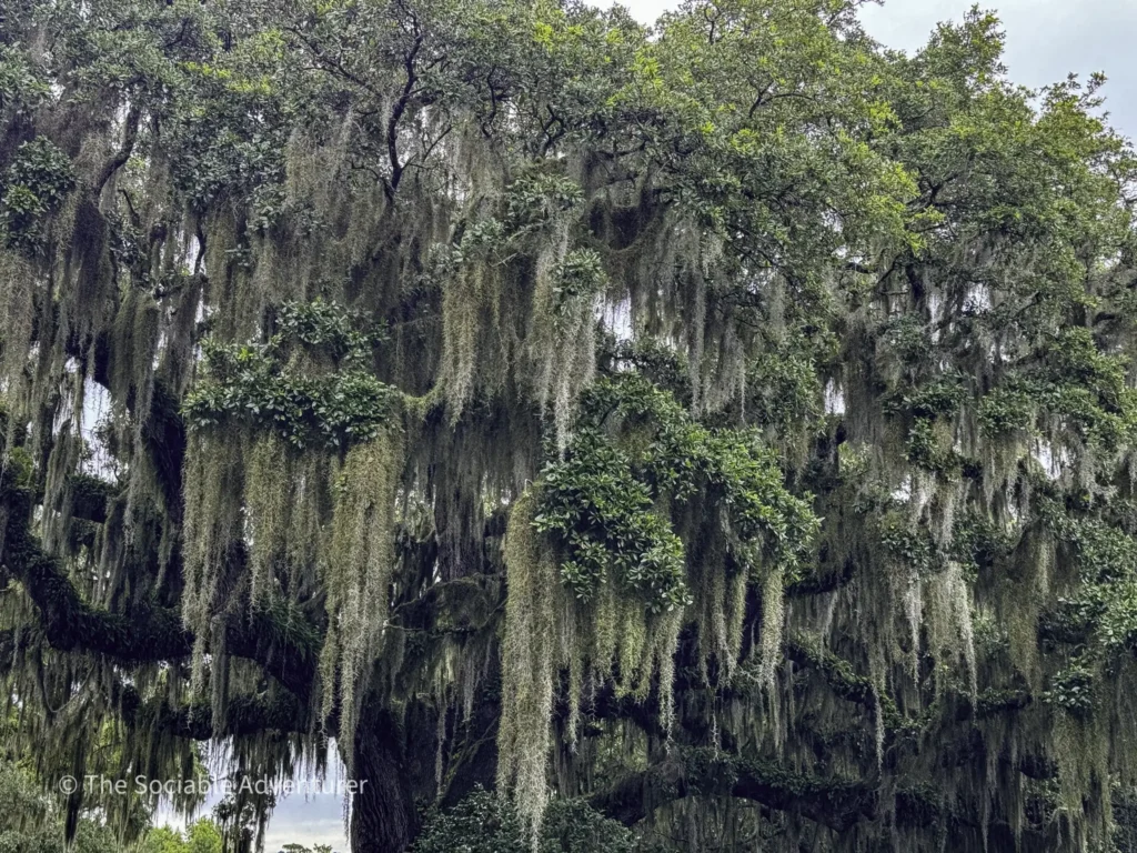 Large live oak draped with Spanish moss in a swampy, sunlit landscape.