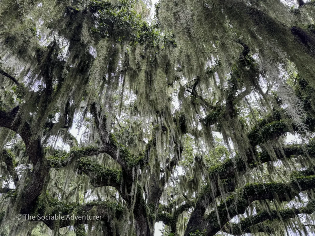 Tree branches draped with long gray Spanish moss in a green, sunlit canopy