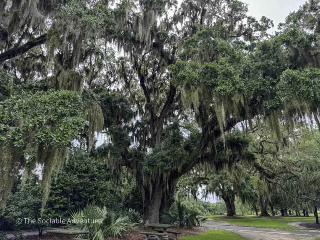 Large moss-draped tree in a park, with benches and a stone table beneath on a sunny day.