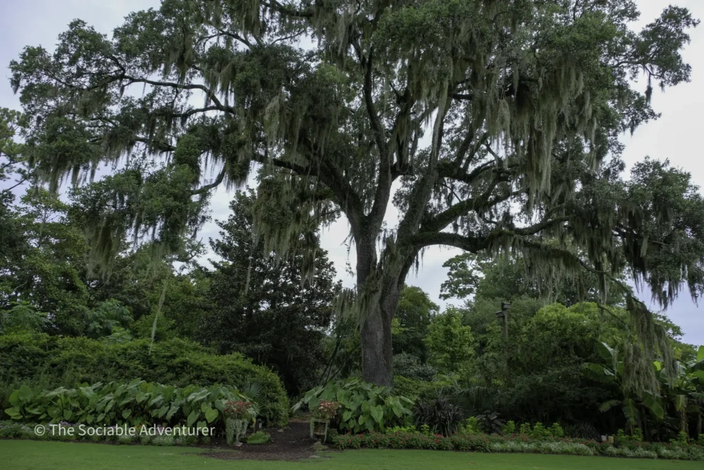 Large oak tree with hanging Spanish moss over a manicured garden and lush shrubbery in the foreground, watermark at bottom left reading 'The Sociable Adventurer'.