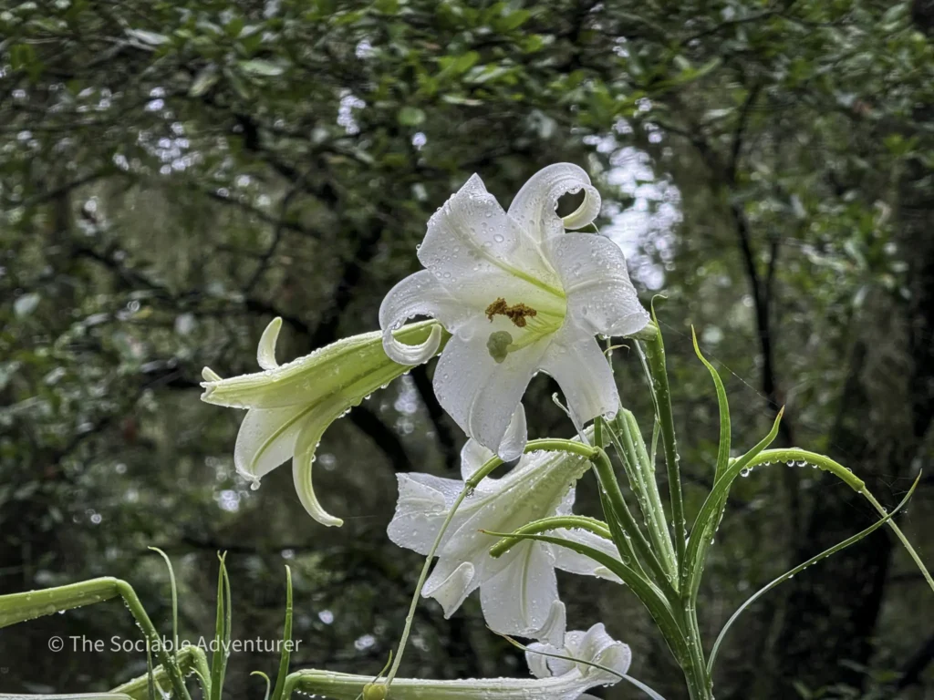 Close-up of a white lily with dewdrops on its petals against a blurred green garden background