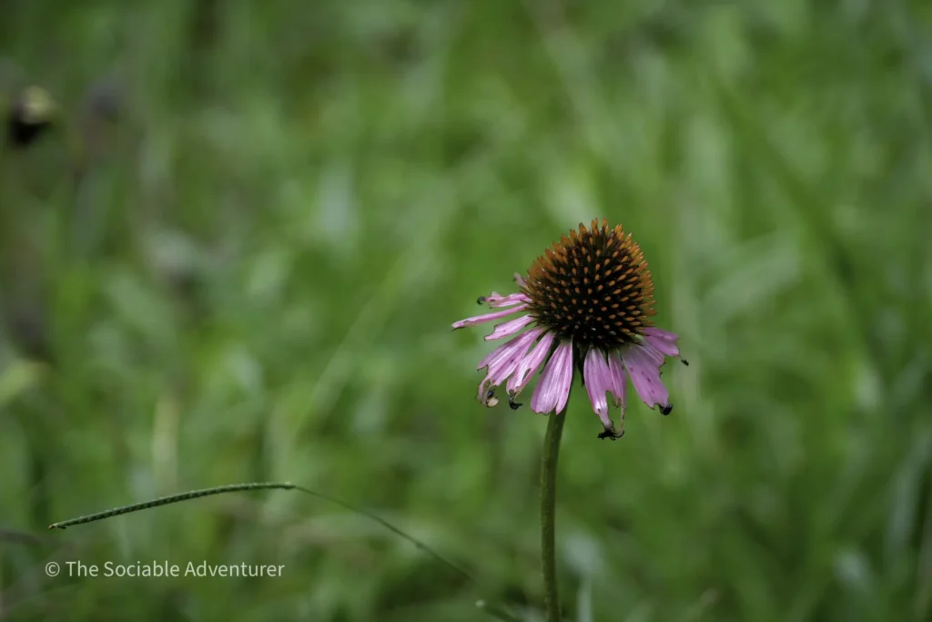 Close-up of a pink coneflower (Echinacea) with an orange-brown center against a blurred green meadow background.
