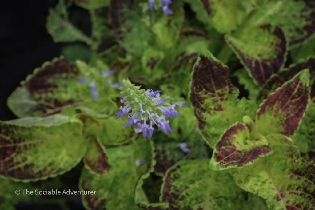 Close-up of variegated green leaves with purple-tinged edges and a cluster of small lavender flowers, watermark bottom left.