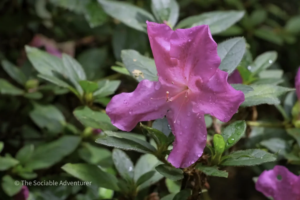 Bright pink azalea blossom with water droplets amid green leaves.