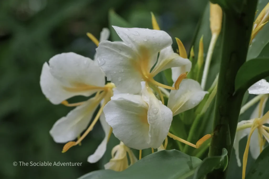 White tropical flowers with pale petals and yellow-orange centers, dew droplets on petals among green leaves in a lush background.