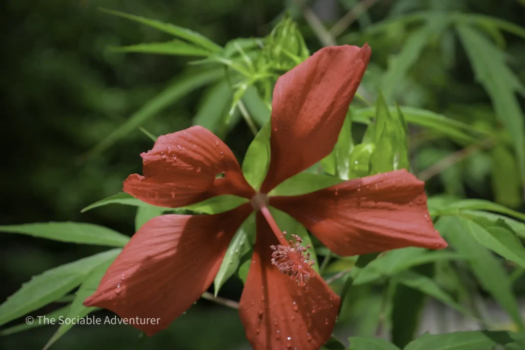 Close-up of a red hibiscus flower with dew drops on its petals and green leaves in the background.