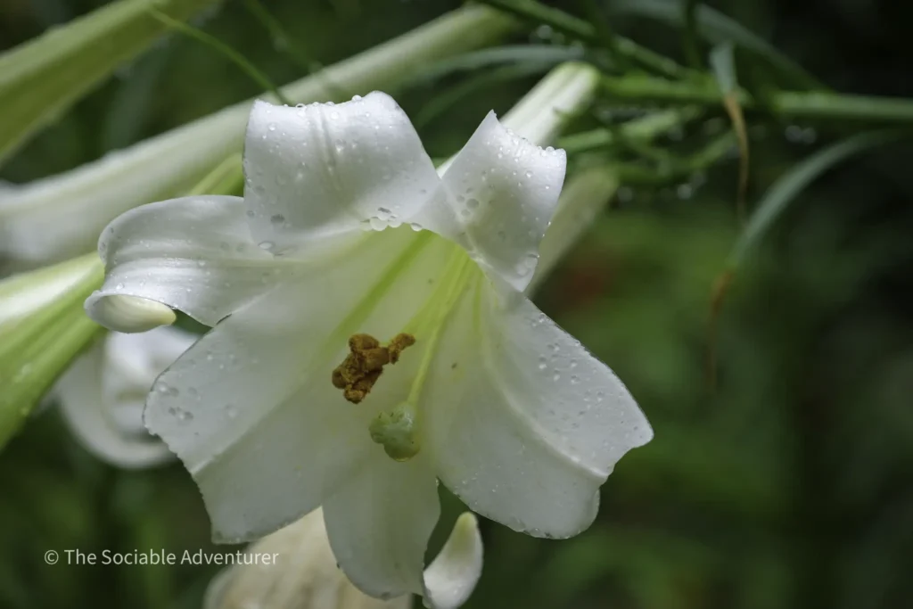 Close-up of a white lily petal with dew drops and an orange pollen-stained stamen against green foliage.