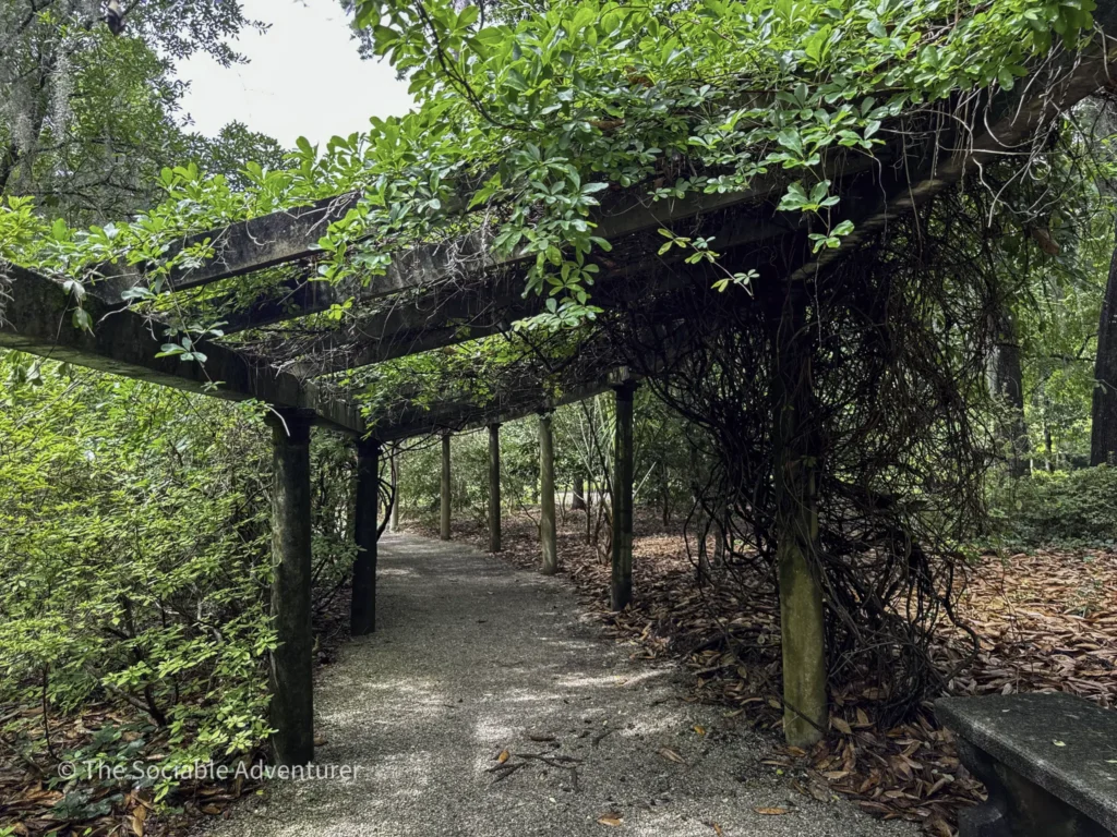 Concrete walkway under a vine-covered pergola with lush green leaves and dangling roots, sunlight filtering through the foliage.
