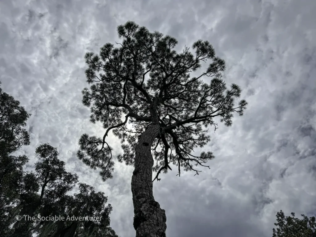 Low-angle view of a tall pine tree with sprawling branches against a gray, cloudy sky.