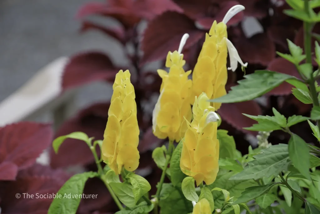 Close-up of bright yellow flowers with green leaves and a blurred burgundy background, highlighting the blossoms in the foreground.