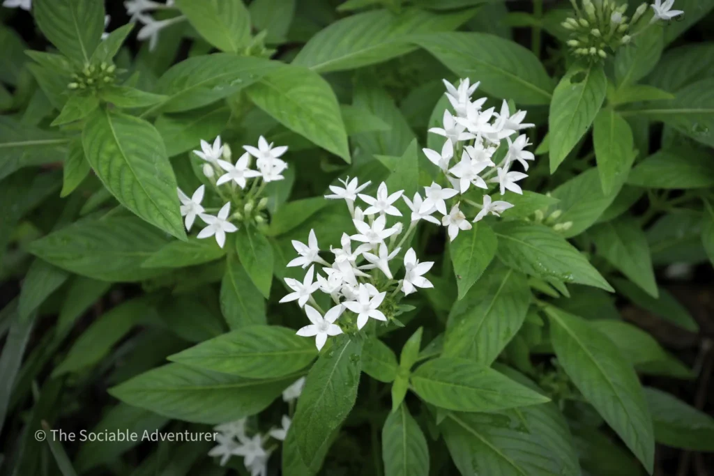 Cluster of small white star-shaped flowers clustered among bright green leaves.