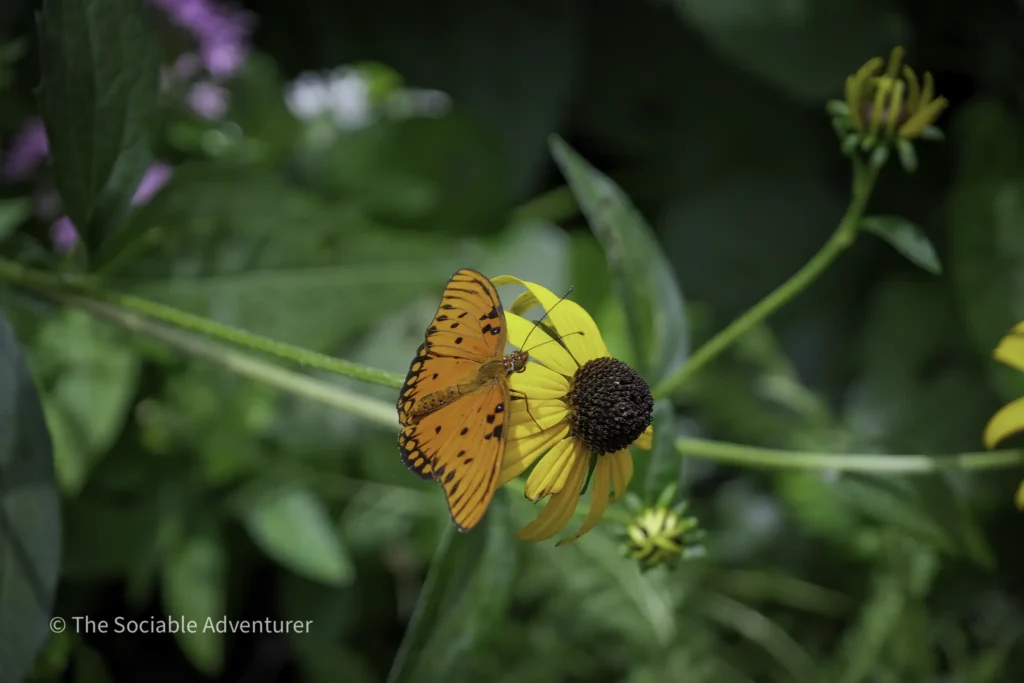 Orange butterfly perched on a bright yellow daisy in a green garden setting.