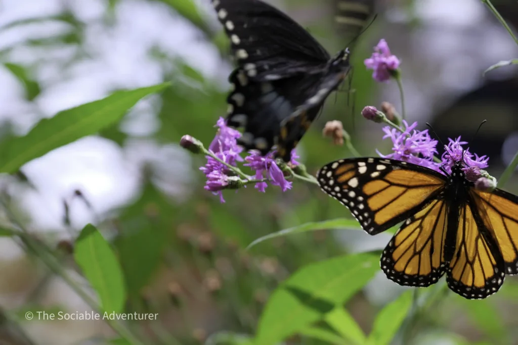Monarch butterfly feeding on purple flowers, orange and black wings visible amid green foliage in a garden scene.