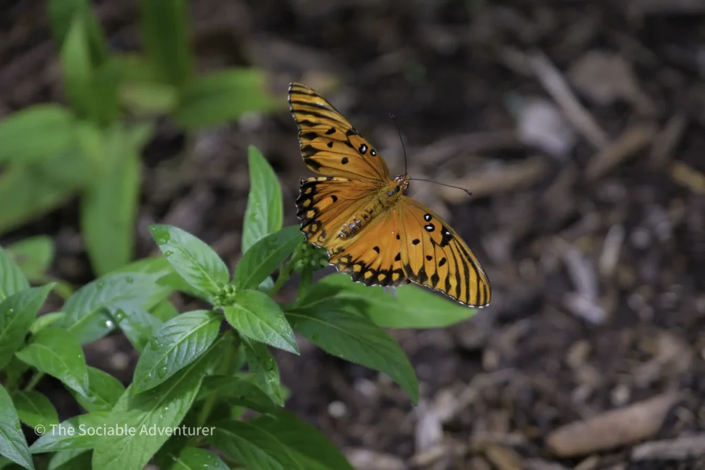 Orange butterfly with black markings perched on green leaves, blurred brown soil background.