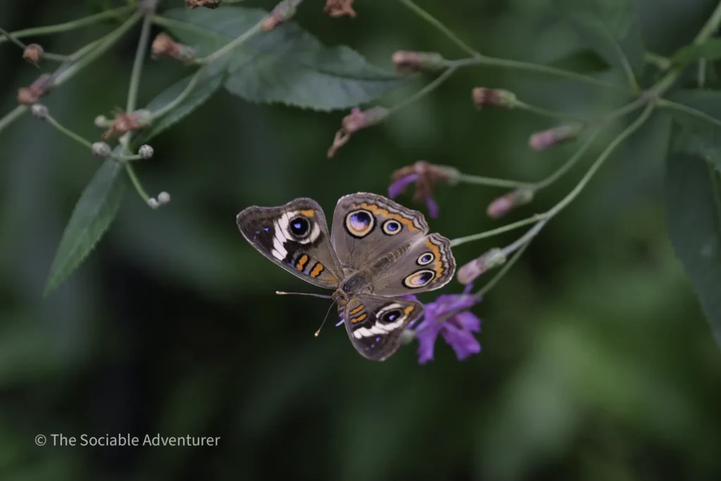 Two painted lady butterflies perched on purple flowers amid green foliage in a garden setting.