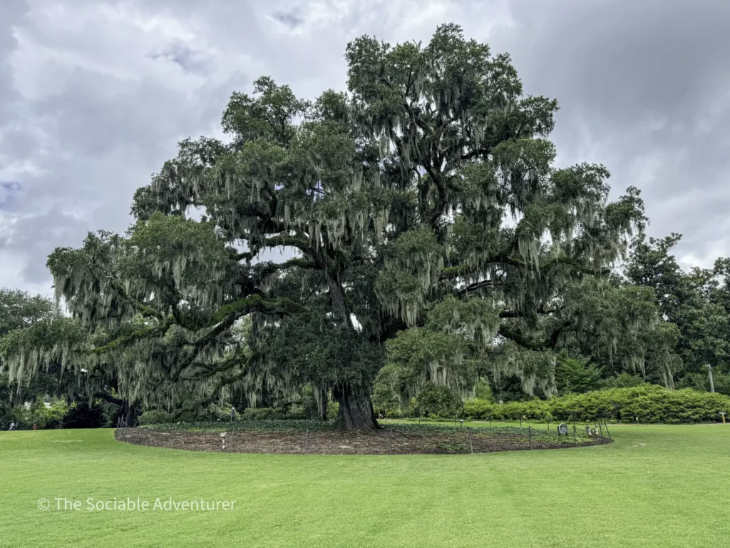 Large live oak draped with Spanish moss in a park under a cloudy sky