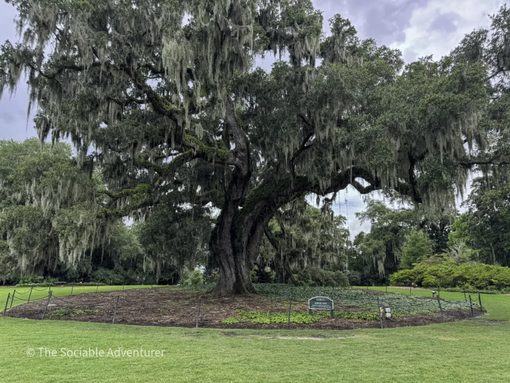 Large sprawling live oak draped with Spanish moss in a manicured park, with a low fence and sign in the foreground.