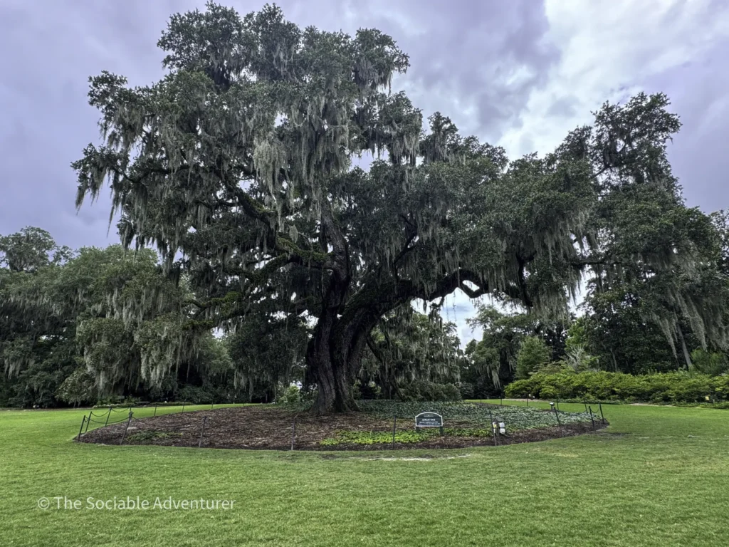Massive live oak in a park with hanging Spanish moss and a green lawn in the foreground.