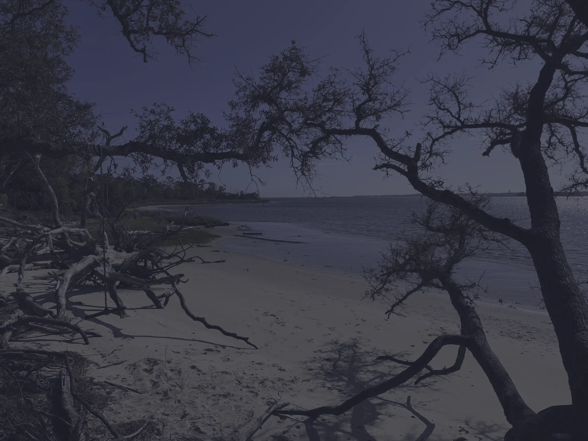 Beach scene with scattered driftwood and bare tree branches over a calm shoreline and water at the edge of the scene.