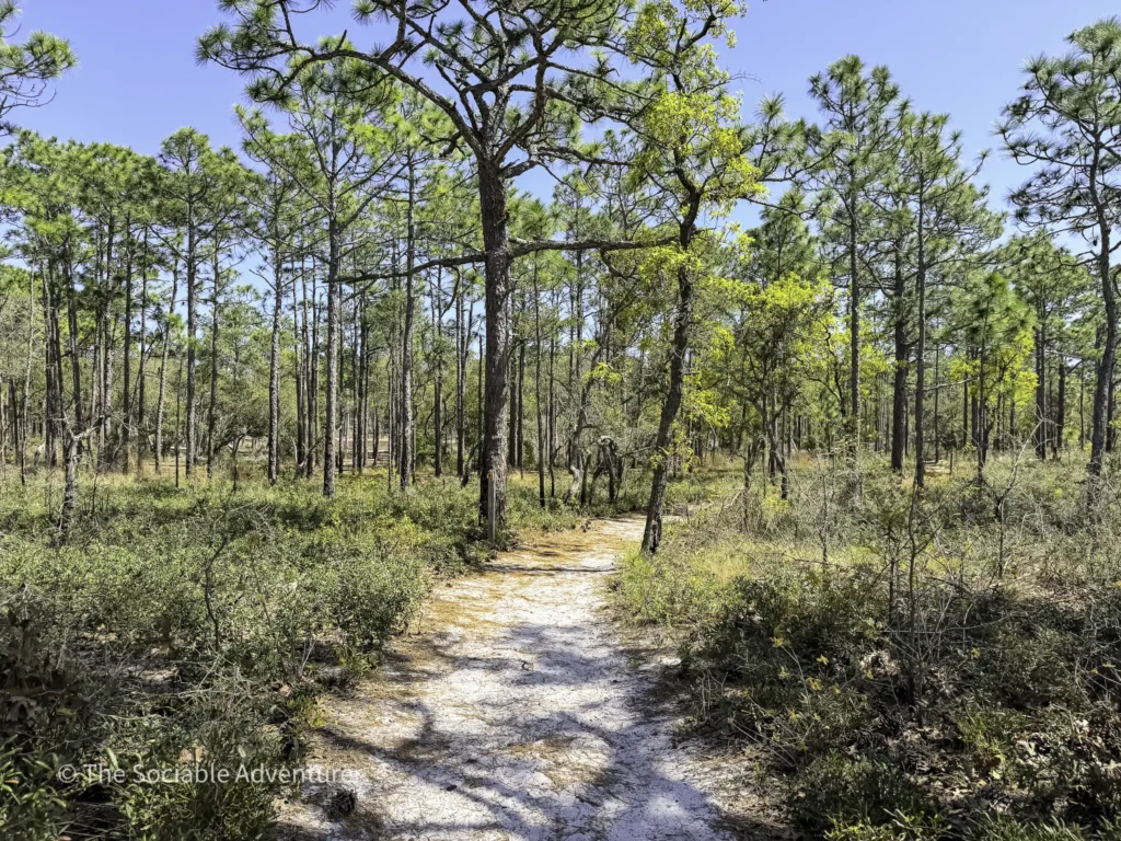 Sunlit pine forest with a sandy trail winding through trees under a blue sky.