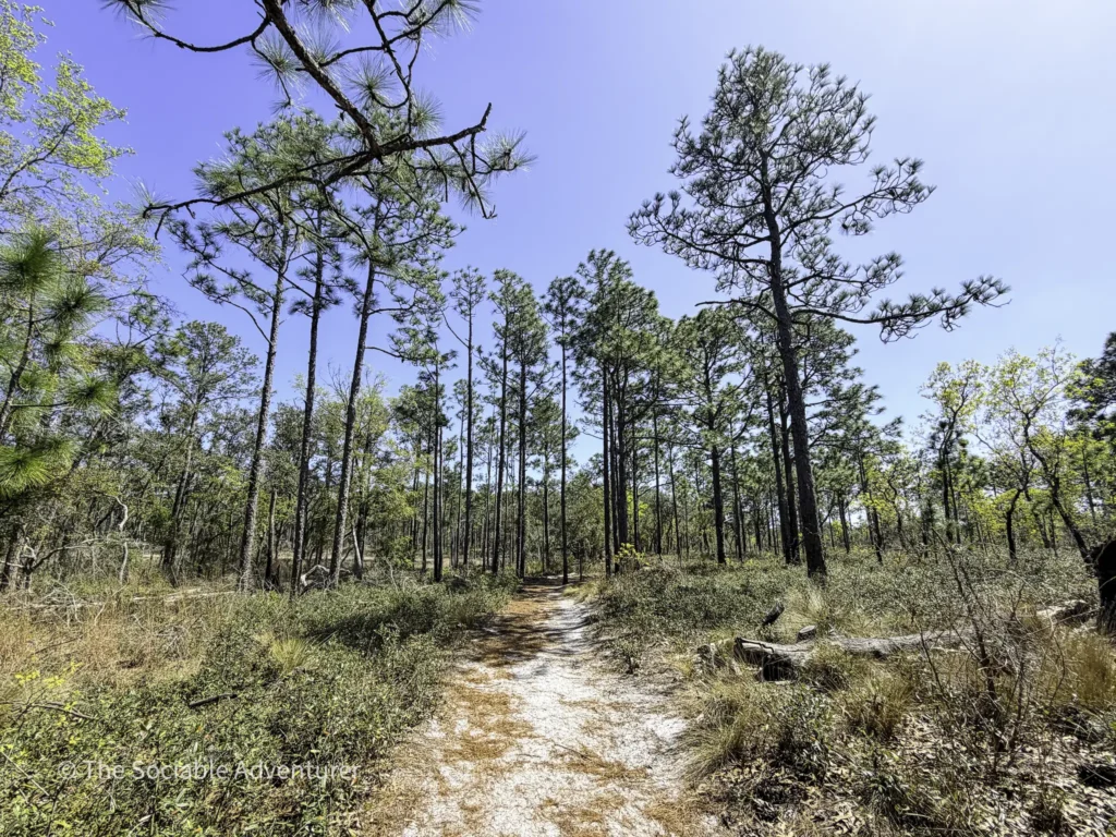Sunlit dirt trail winding through a pine forest with tall trees and a bright blue sky above.