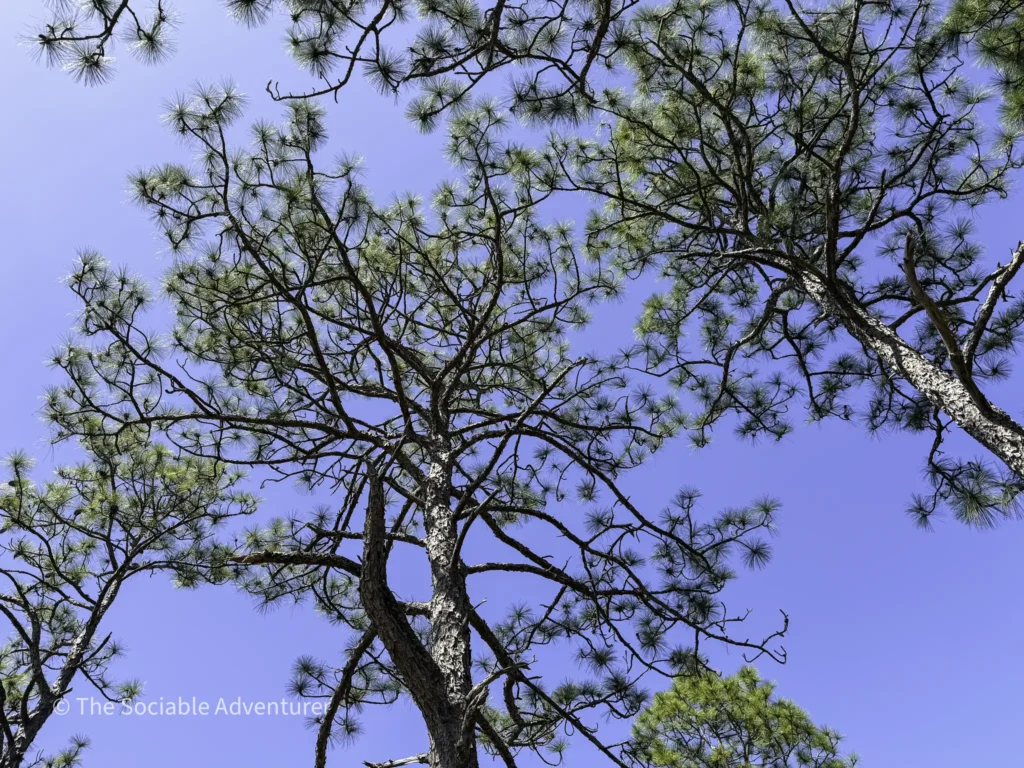 Looking up through pine branches to a clear blue sky, with clusters of needle-like leaves on the limbs