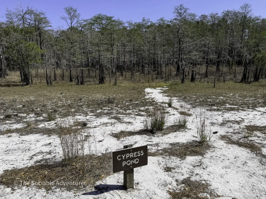 Sandy clearing with bare trees in a swampy forest and a brown Cypress Pond sign in the foreground.