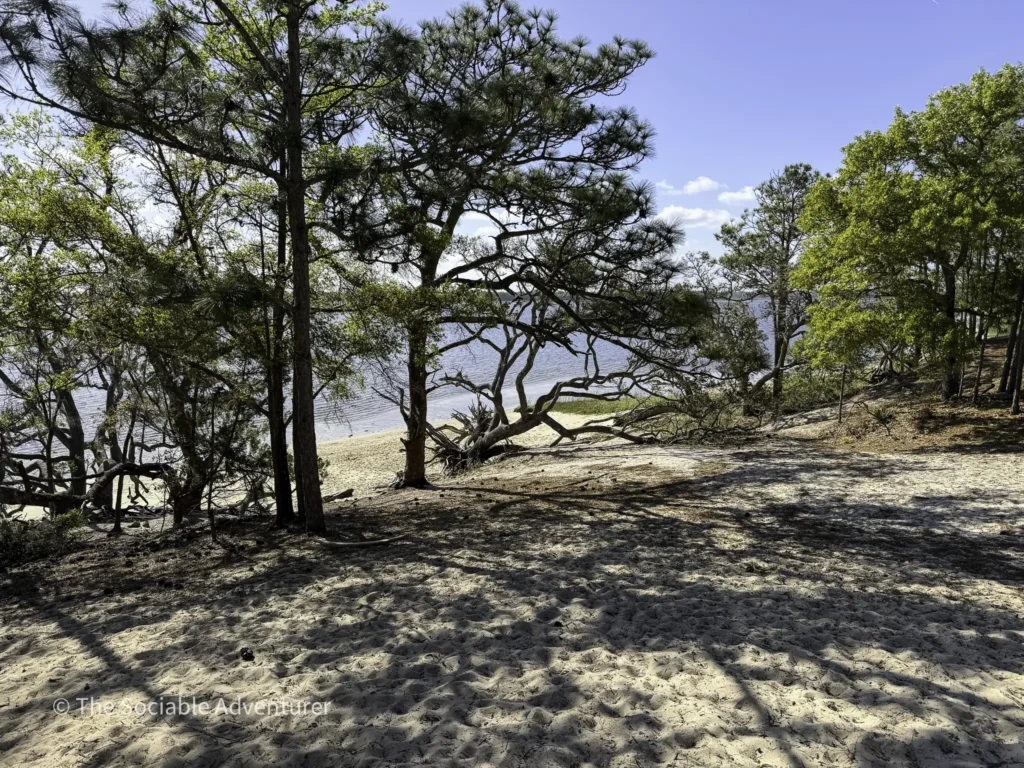 Beach scene with sandy foreground, pine trees, and a calm body of water under a blue sky.