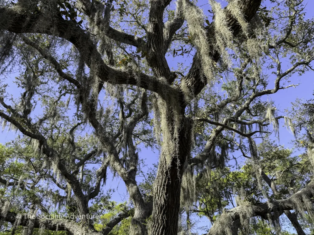 Oak tree with long strands of Spanish moss draped over branches against a bright blue sky, daytime outdoor scene.