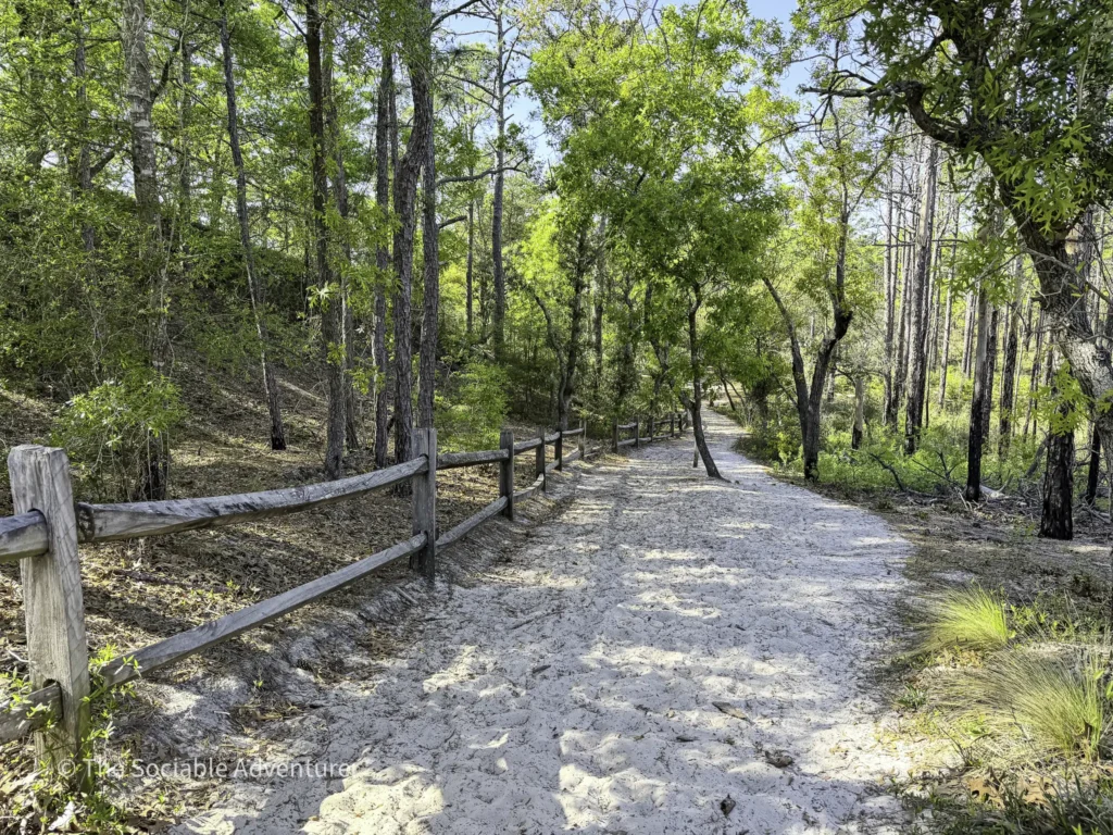 Dirt and sand path through a sunlit forest with a wooden split-rail fence on the left.