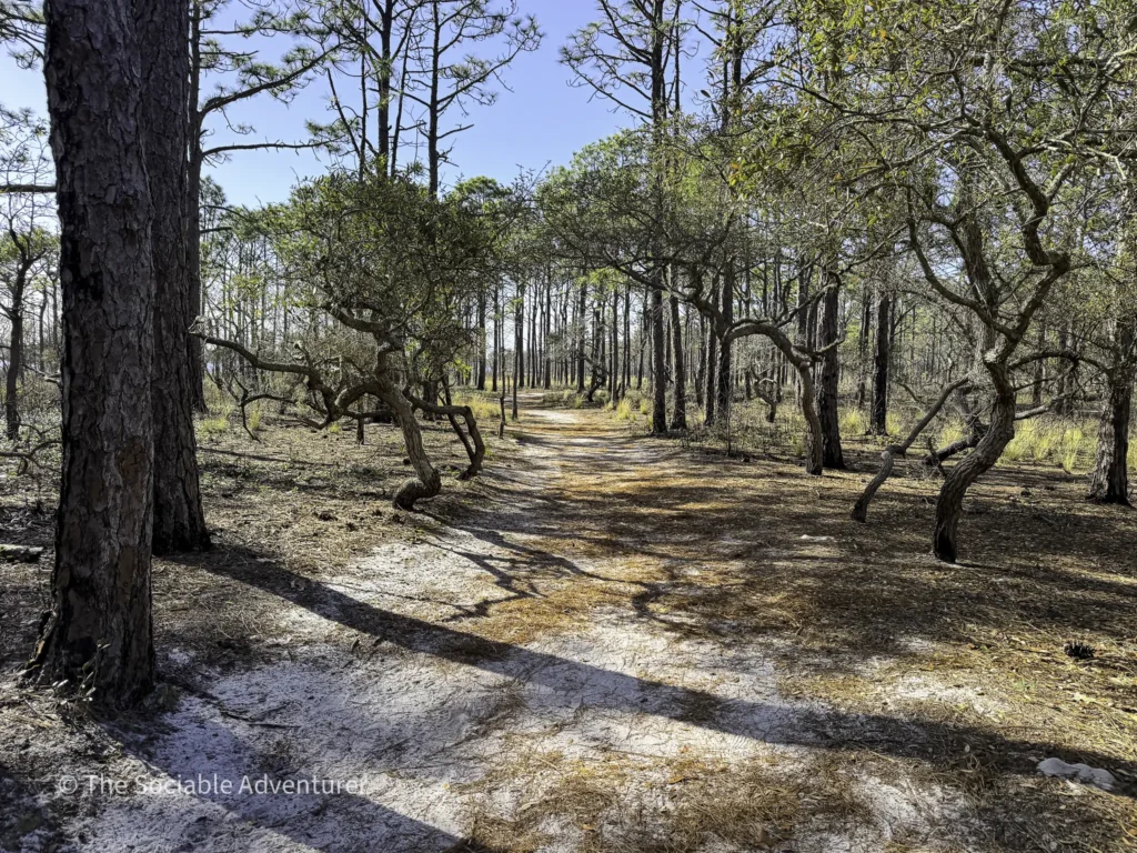 Dirt path winding through a sunlit pine forest with tall trees and scattered needles on the ground