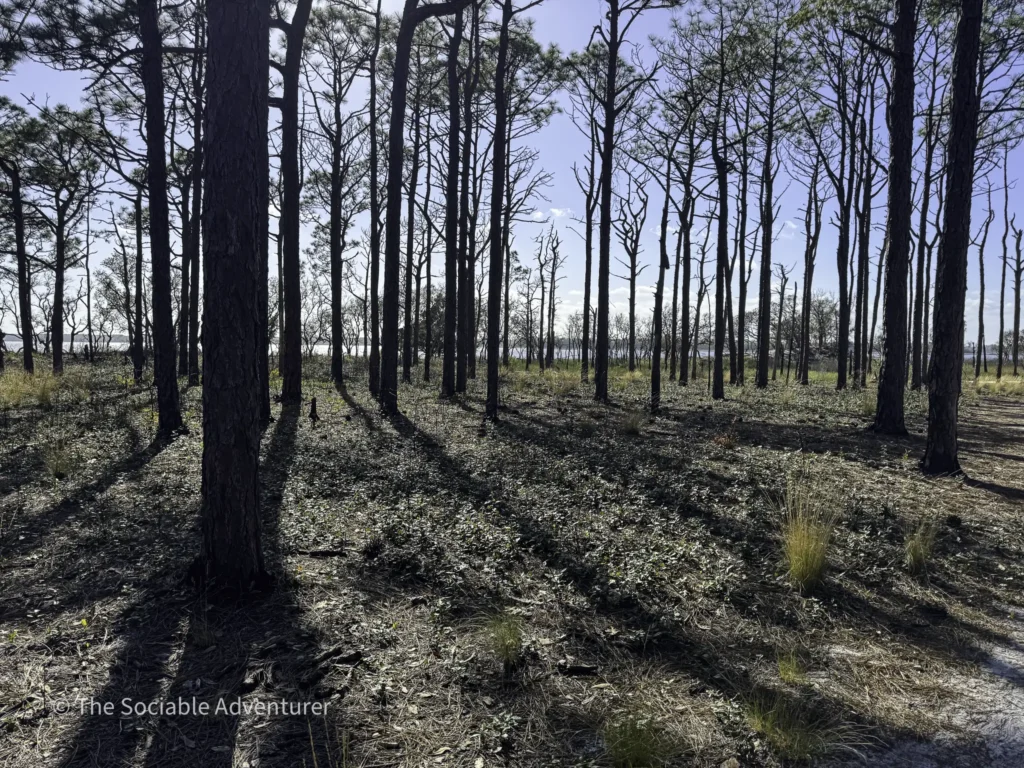 Sunny pine forest with tall, slender trunks and sparse branches, blue sky visible through the trees, ground covered in dry leaves and grass.