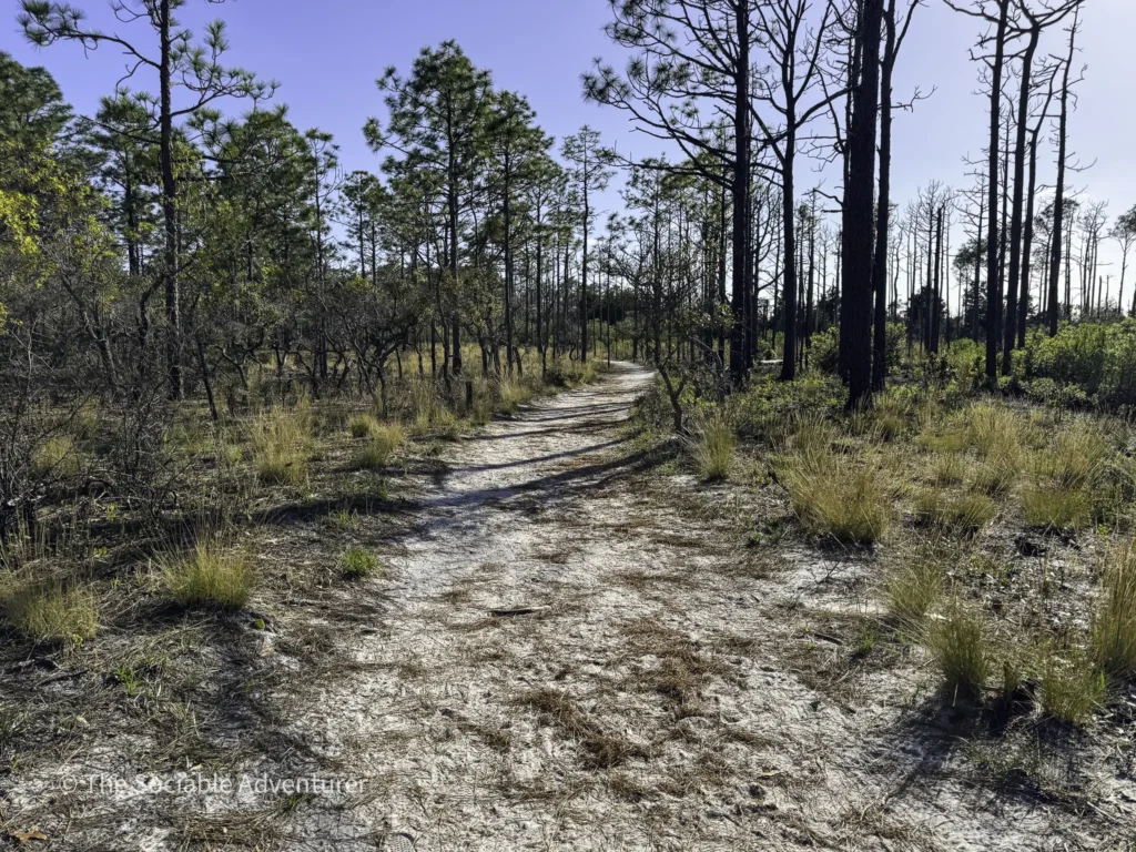 Dirt trail winding through a sunlit pine forest with tall trees and dry grasses.