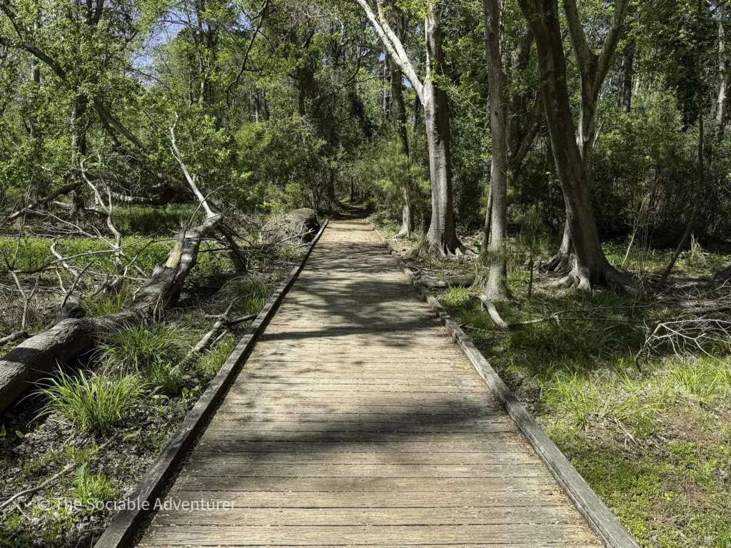Wooden boardwalk winding through a dense green forest with trees on both sides, sunlit foliage above.