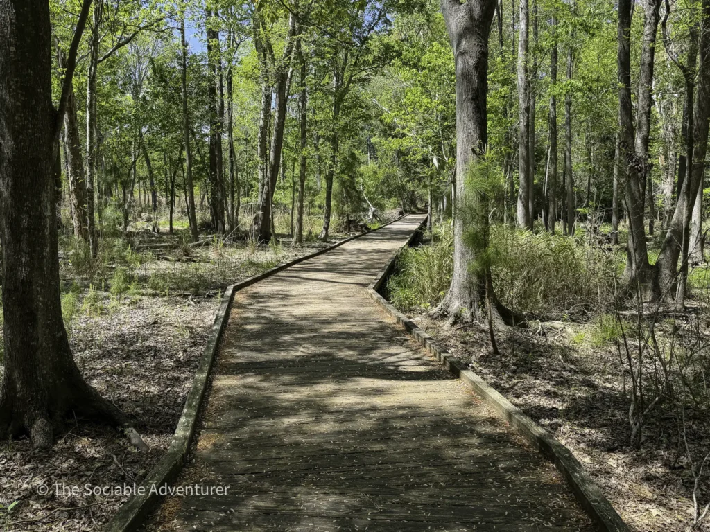 Wooden boardwalk winding through a sunlit forest with green trees on both sides.