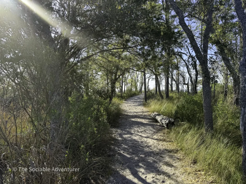 Sunlit dirt path winding through a pine forest with tall trees and grasses on the sides