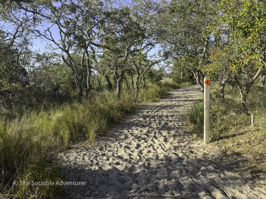 Sandy path winding through a grove of trees on a sunny day, with grasses along the sides and a wooden post with an orange trail marker on the right