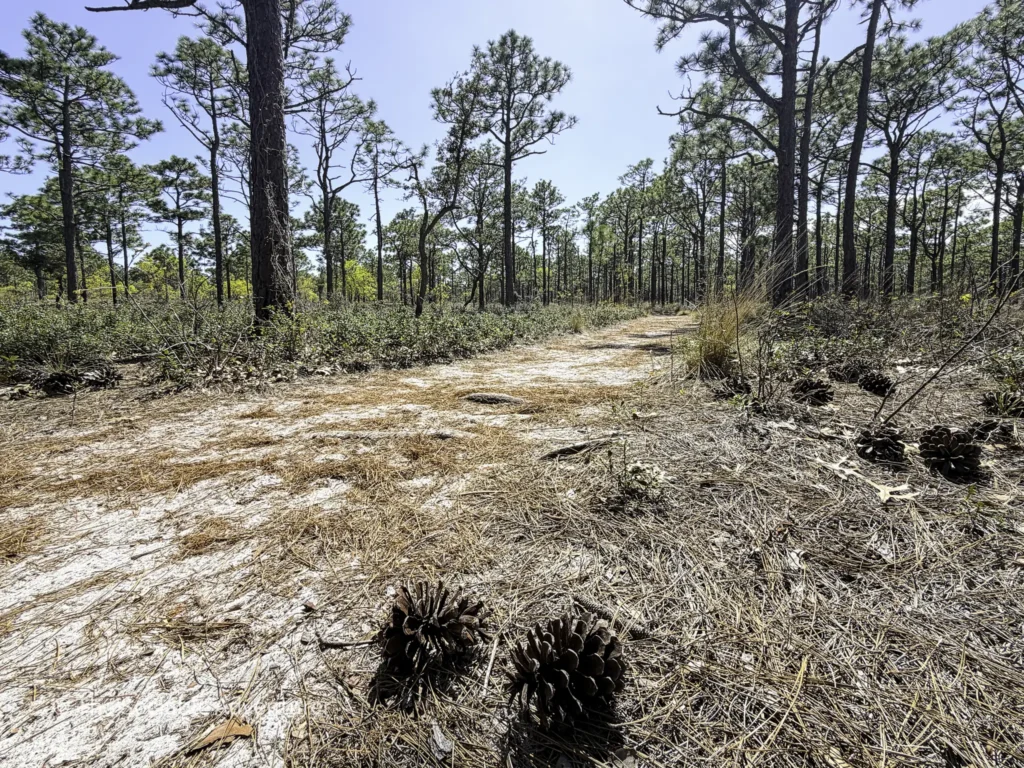 Sunlit pine forest with tall trees and a dirt path covered in pine needles and scattered pinecones.