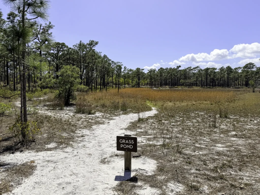 Sunny, sandy landscape with tall pine trees and brown grasses, and a foreground sign reading 'GRASS POND'.